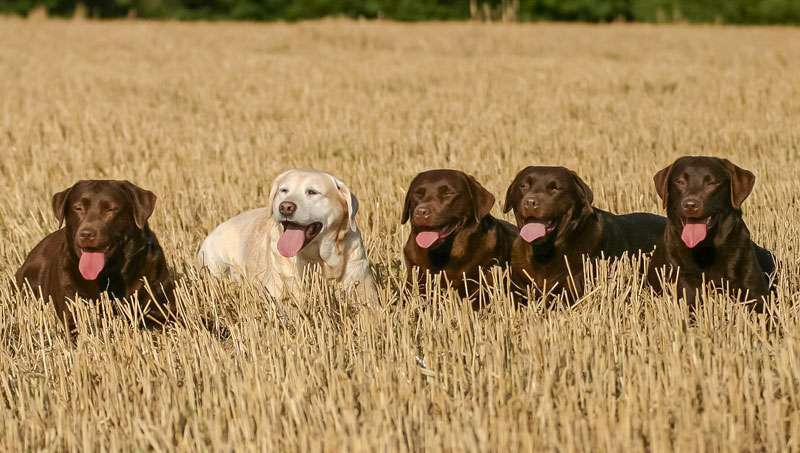 Labrador Retriever of Claymore Roses